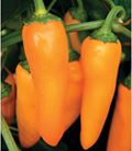 Orangesicle