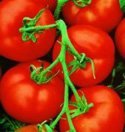 Marmande