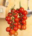 Tomaccio