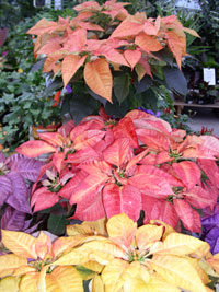 FantasyPoinsettias