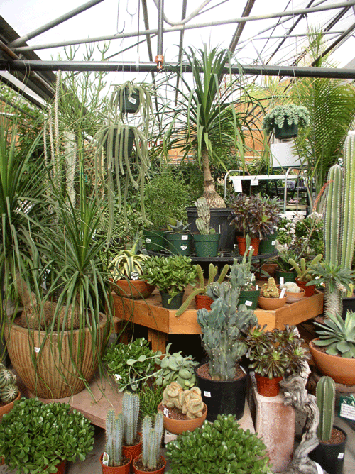 Indoor Plant Display