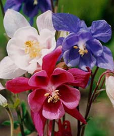 Columbines