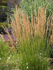 Ornamental Grass