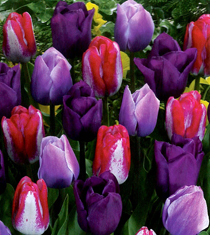 Lover's Blend Tulips