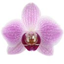 Orchid