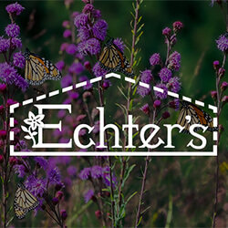 flowers with butterflys