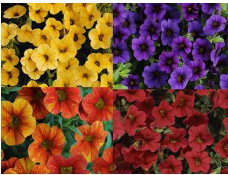 Calibrachoa