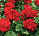 Geranium
