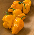 Suave Orange Pepper