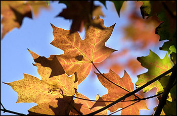 Fall Leaves