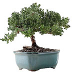 Bonsai