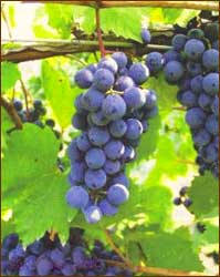 Grapes