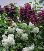 Lilacs