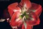 Amaryllis