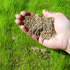 grass seed