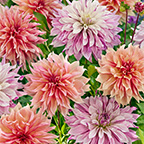 dahlias blooming