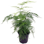fern plumosa