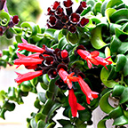 lipstick plant