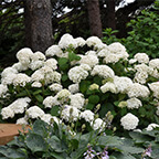 hydrangea annabelle