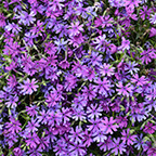 creeping phlox flowers