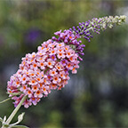 bicolor butterfly bush