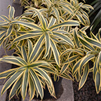 dracena song of india