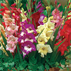 gladiolus bulbs