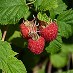raspberry bush