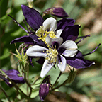 columbine