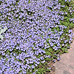 veronica crystal river