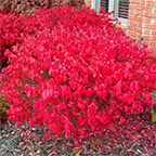 dwarf burning bush