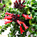 lipstick plant