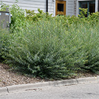 dwarf artic willow