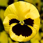 pansy delta yellow blotch