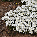 candytuff snowsation