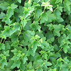 alpine current plant