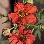 red dragon geum