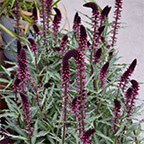 lysimachia beaujolais