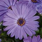 osteospermum flower