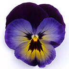 pansy flower close up