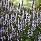 salvia plant