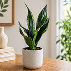 sansevieria whitney plant