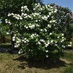 snowball viburnum