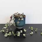 string of hearts plant