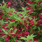 red prince weigela