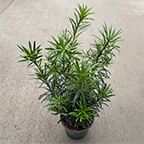 buddhist pine plant
