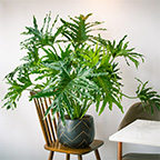 plant