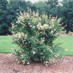 privet