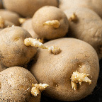 potato