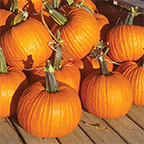 pumpkin